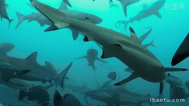 海底鲨鱼群